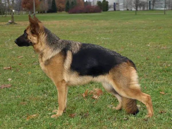 EST JCH Estrellest Delta