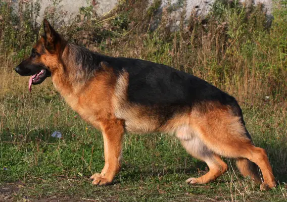 V1 (RU) Osten Stern Zighais