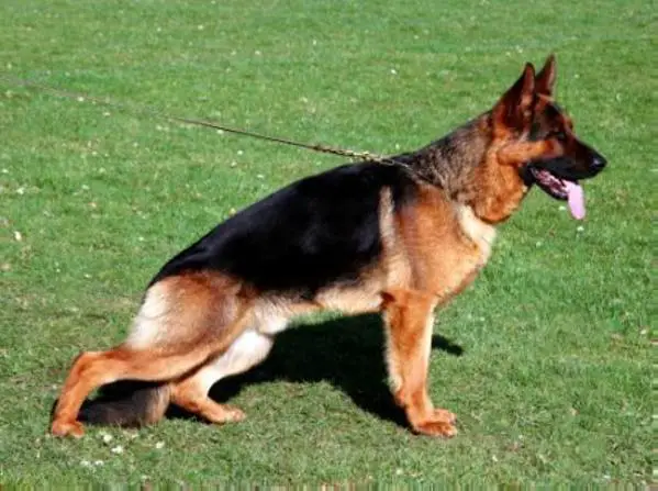 V 1 Witz vom Bramberg