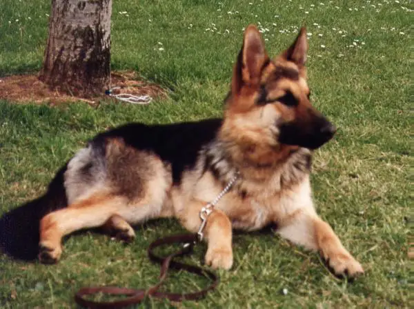 Nyrvana Running Wild in Fayrelander