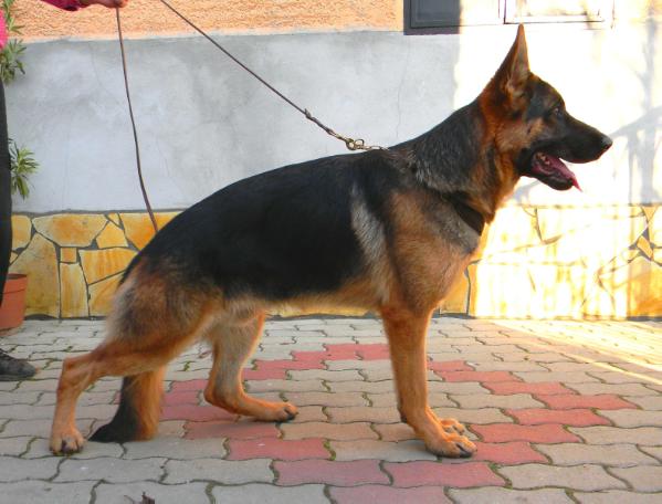 Falvavölgyi Paco