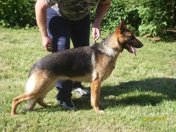 Platinumshepherd Janina