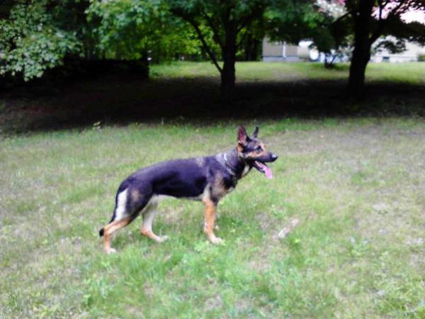 Indra vom Sattelberg