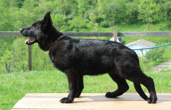 Easy Moravia Campanella