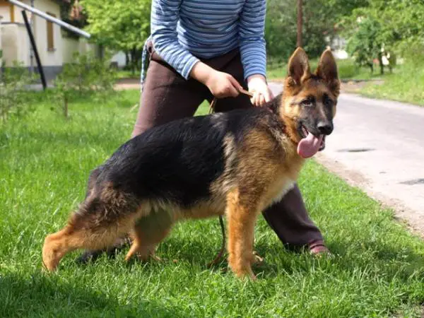 Cedric vom haus Khaty