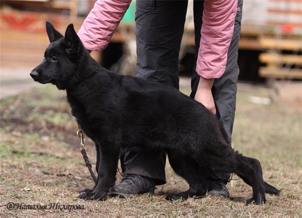 De Orse Mak Flai Yunika