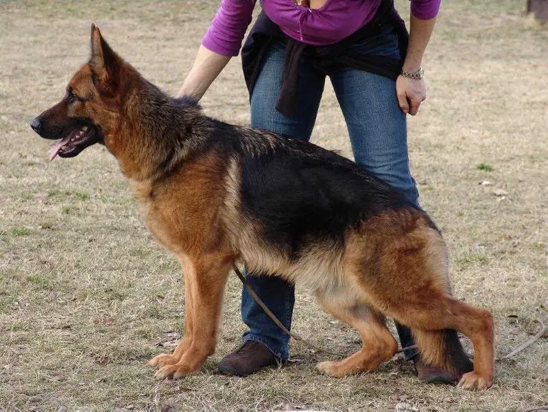 V Hadja von Groß-Zünder