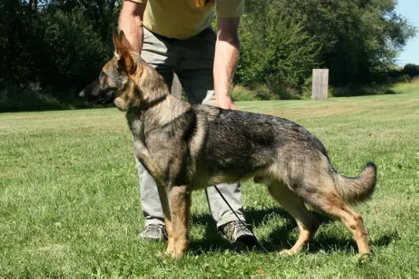 Jake von der Alte Baum