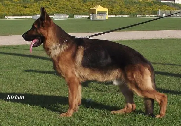 SG Fargo von der Freiheit Westerholt