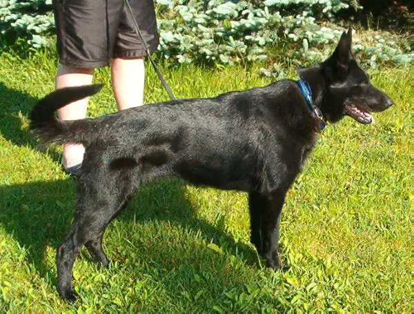 Draka von der Gauss