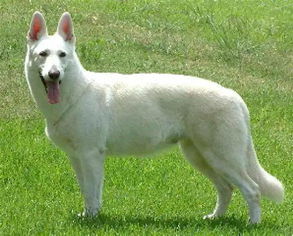 Baron Sascha