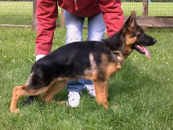 Ulme dei Verdi Colli