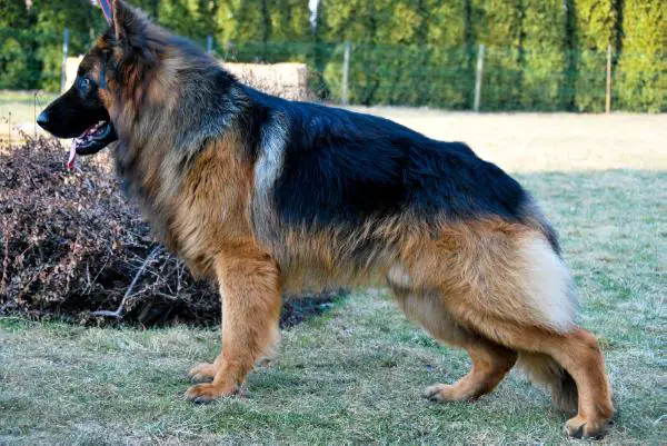 Edgar vom Fichtenschlag