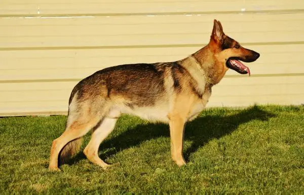 Brashen C Von Schmalz