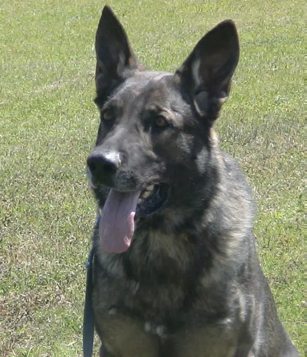 Hondo vom Bogenstadt