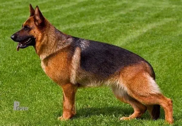 V Quinnie von Jagenstadt