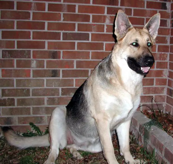 Dutchess of Asbury