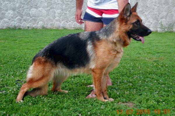 Vema Pannonia Wolf