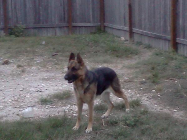 Ravyns Sweetheart Athena