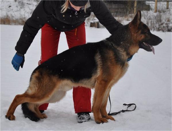 BERNSHTEIN HUND DUX