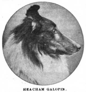 AMCH Heacham Galopin