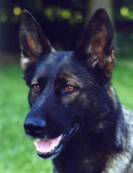 V Cita von der Abfuhr