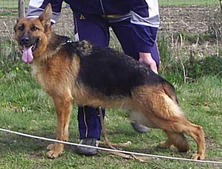 Besi della Genia Osca