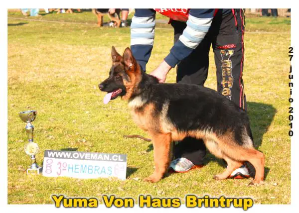 Yuma von Haus Brintrup