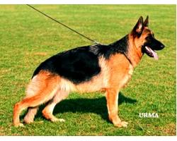 Ziky Della Real Favorita