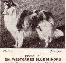 CH Westcarrs Blue Minoru
