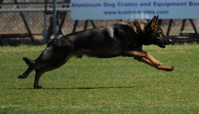 Haddock von der Kolonie