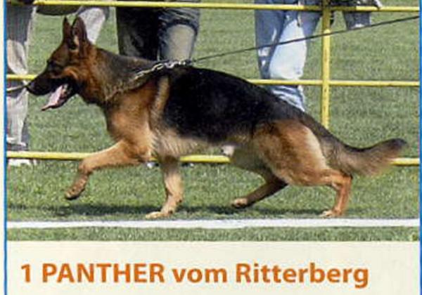 Panther vom Ritterberg