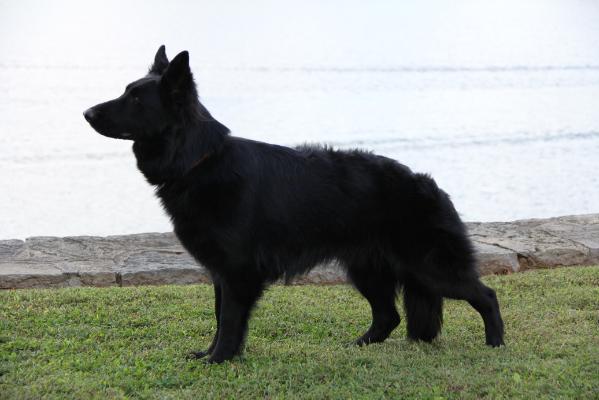 INT. CH. Blackthorn's Onyx