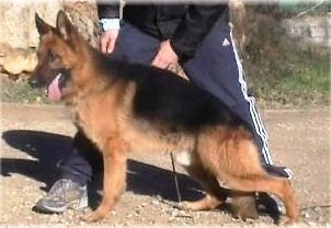 Timoteï du domaine de faune