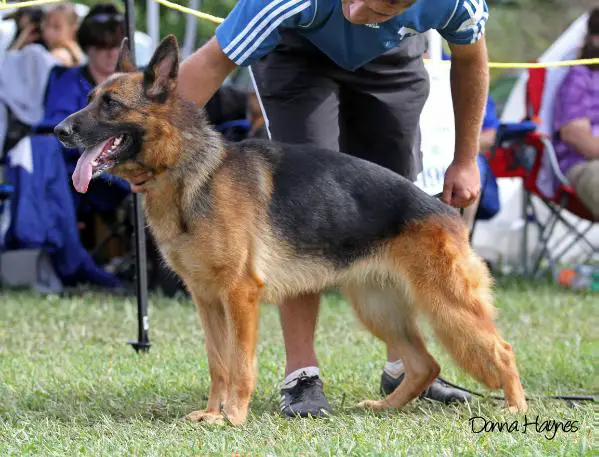 SG 1 Ussa vom Brauneck