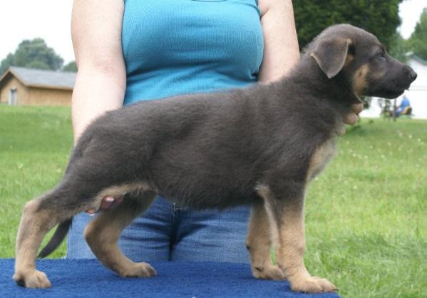 Perry's Gretchen Vom Haus Benu