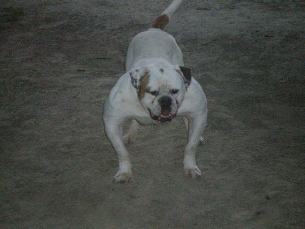 Mr. Bull Moe Joe of Kennedy