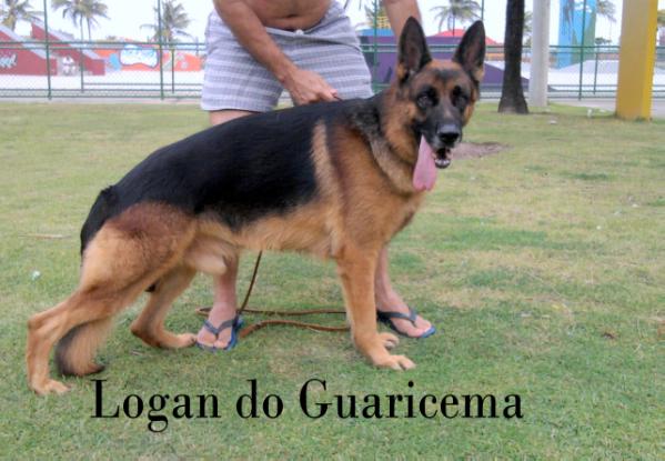 Logan do Guaricema