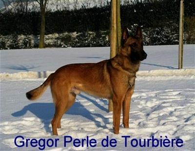 Gregor Perle de Tourbière