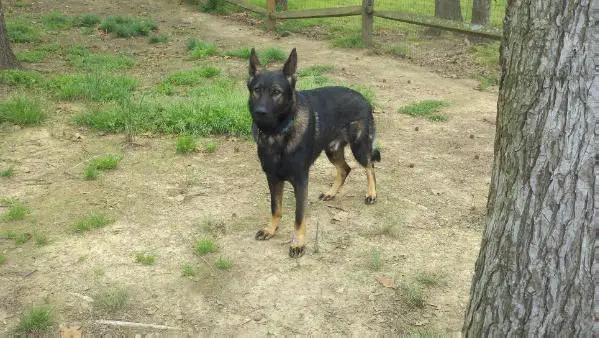 Claude vom Mueller Haus