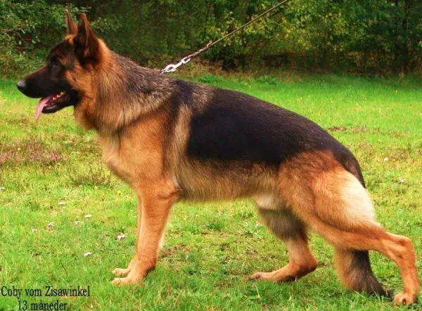 Coby vom Zisawinkel