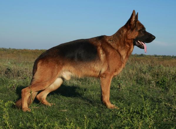 Kortes z Azovskogo Berega