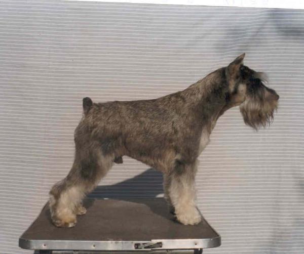 ESP CH  Sombrita de Tajinastes