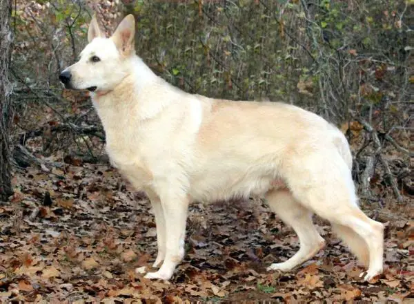 UKC CHAMPION Kerstone Blue Collar Man