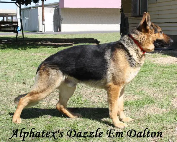 Alphatex's Dazzel 'M Dalton