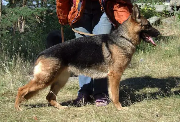 Arvarench Randa