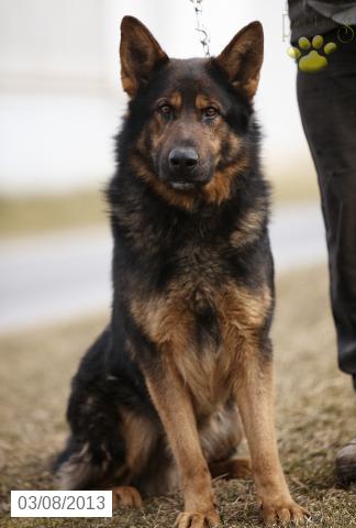 Maxim Von Cherokee