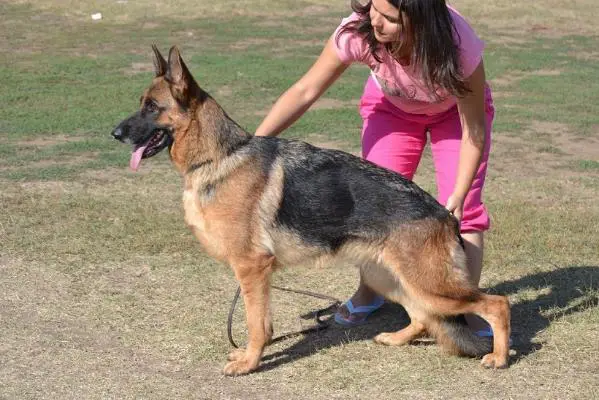 VV 1 BG Alice (Asis) v Haus Mofli