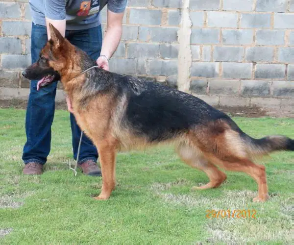 SIEGERIN, CH. Y JCH. Makka Von Cheis