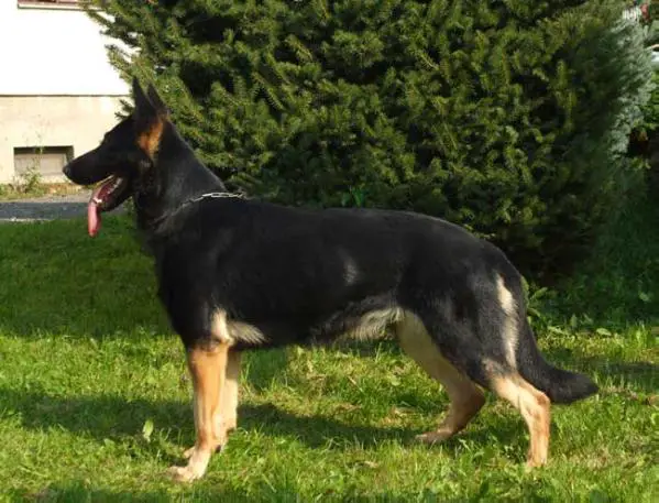 D Dyxa z Antonovho Dvora